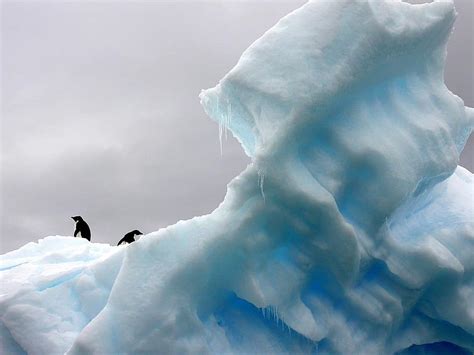 Penguins Iceberg Polar Nature Ice Cold Arctic Snow Antarctica