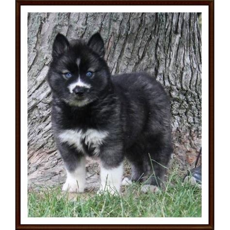 Modern siberian huskies can display a variety of different husky colors and patterns. Pin on MY HUSKIES