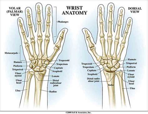 Anatomy Of The Wrist Bones