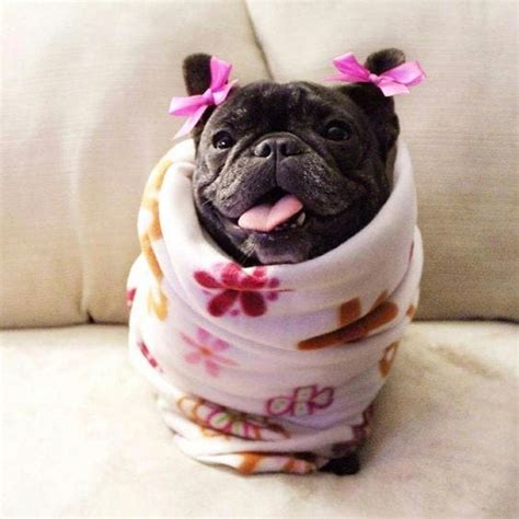15 Funny French Bulldogs That Will Make Your Day Page 3 Of 5 The Paws