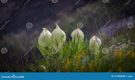 A Brahma Kamal A High Altitude Flower Stock Photo Image Of Forest