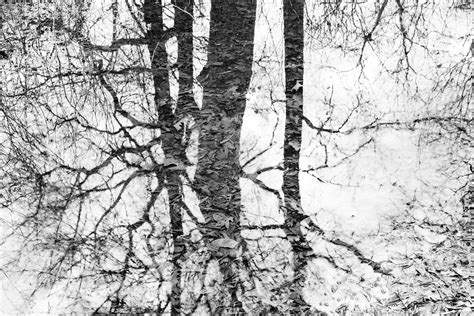 Wetland Reflection Black And White Landscape Photograph Keith Dotson