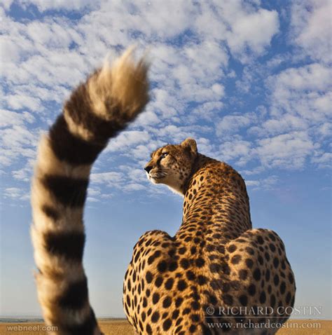 35 Beautiful And Stunning Wildlife Photography Examples
