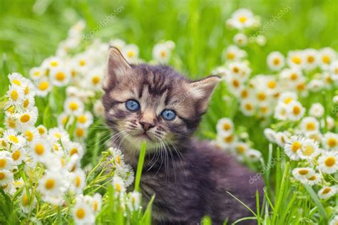 Kitten On Flower Lawn Stock Photo By ©vvvita 79196448
