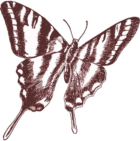 Butterfly Vintage Drawing Png Picpng