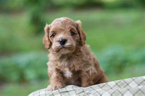 Cockapoo and mini cockapoo puppies tend to be on both sides of the active spectrum: Cockapoo Puppies For Sale - Acorn Acres Puppies