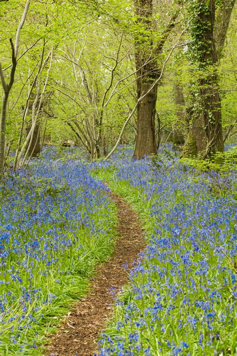 Path Through Bluebell Woods Clementslewis