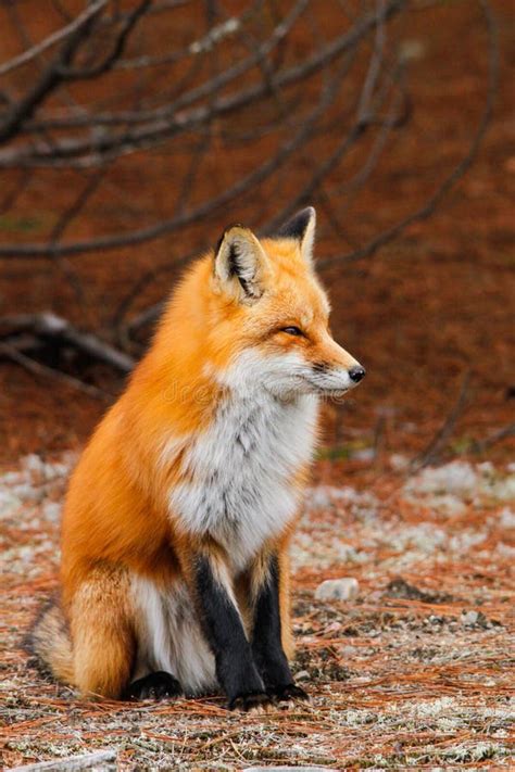 Red Fox Sitting Stock Image Image Of Forest Sitting 50676305