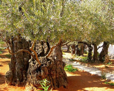 Ancient Olive Trees At The Garden Of Getsemane Israel Garden Of