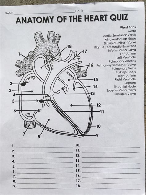 Human Heart Anatomy Quiz