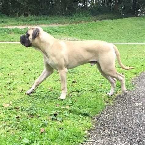 Indy Looking Lean At 11 Months Old Throwbackthursday Bullmastiff
