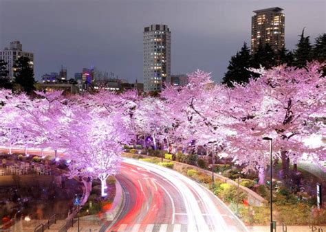9 Things To Love About Spring In Tokyo Live Japan