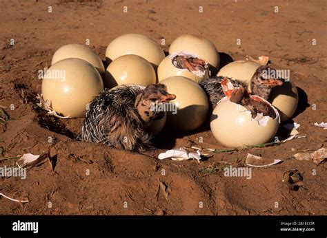 Ostrich Eggs Hatching
