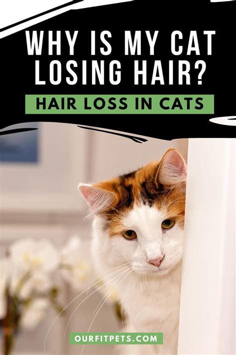 Why Is My Cat Losing Hair Hair Loss In Cats Our Fit Pets In 2021