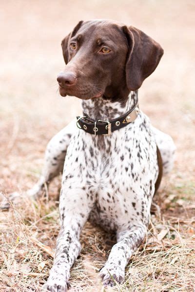 German Shorthaired Pointer Smart Friendly German Shorthaired