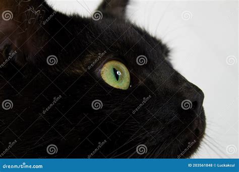 Detail Of A Black Cat With Green Eyes Stock Photo Image Of Animal