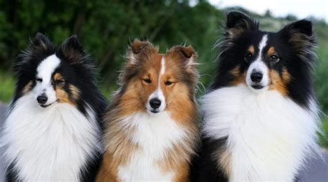 Shetland Sheepdog Sheltie Breed Information Facts And Pictures