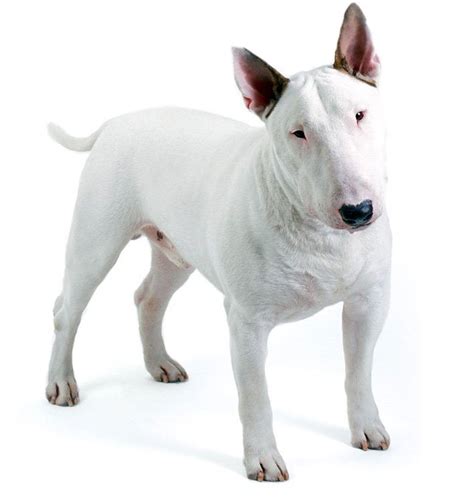 bull terrier characteristics  character dogs breeds