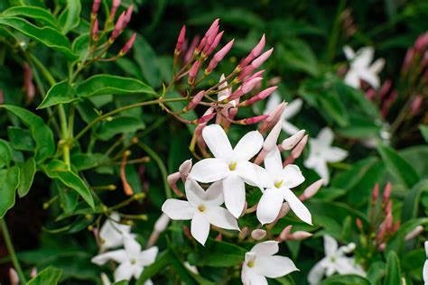 How To Grow And Care For Jasmine Better Homes And Gardens