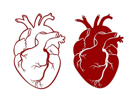 Corazón Humano Corazón Anatómico Realista Arte Lineal Ilustración