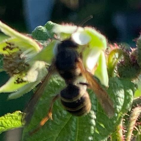 Photo Median Wasp Dolichovespula Media Observation Org