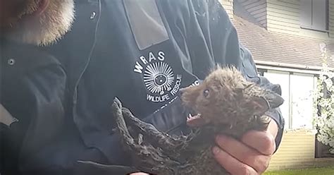 Rescuers Save Baby Fox Stuck In Drain And Return Him To A Thankful Momma