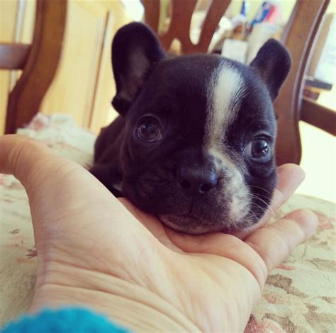Stunning french bulldog puppies ready now. View Ad: French Bulldog Puppy for Sale, California, LOS ...