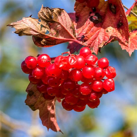 Rote Beeren im Herbst Foto & Bild | pflanzen, pilze & flechten, früchte ...