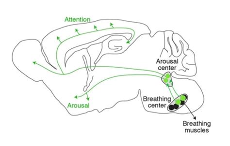The Neuroscience Of The Breath Neuwrite San Diego