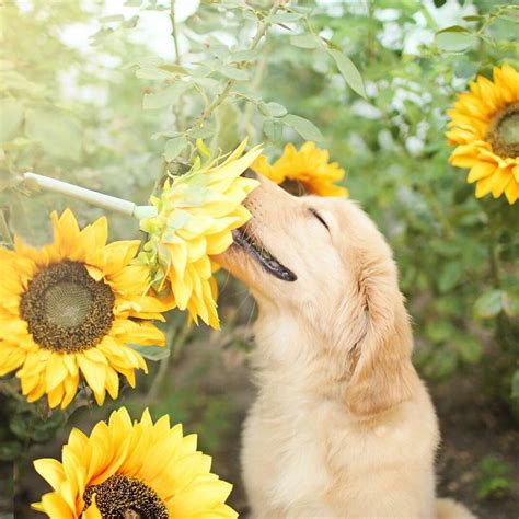 Find Images And Videos About Cute Flowers And Adorable On We Heart It The App To Get Lost In