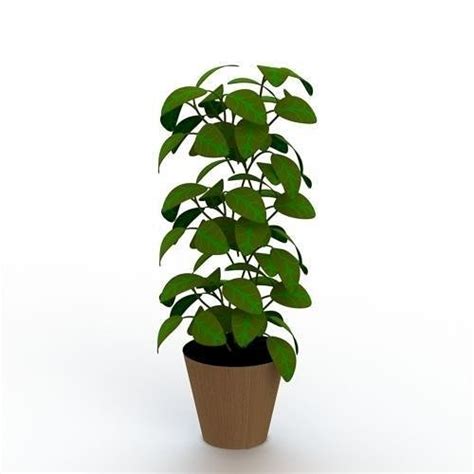 I will tell the reason behind this scenario. 3D Big plant in pot | CGTrader