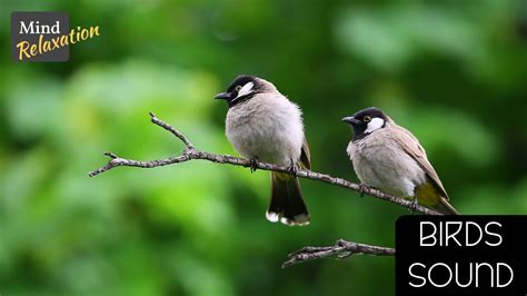 Nature Sounds Birds And Soothing Forest Birds Singing Relaxing Sleep