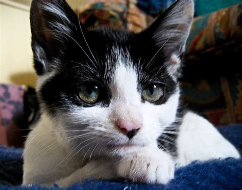 Cats With Multi Colored Eyes Are Stunningbut What