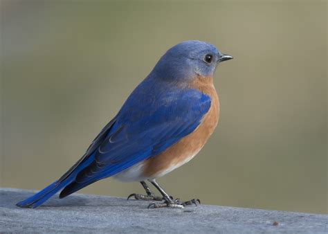 Male Eastern Bluebird Pentax User Photo Gallery