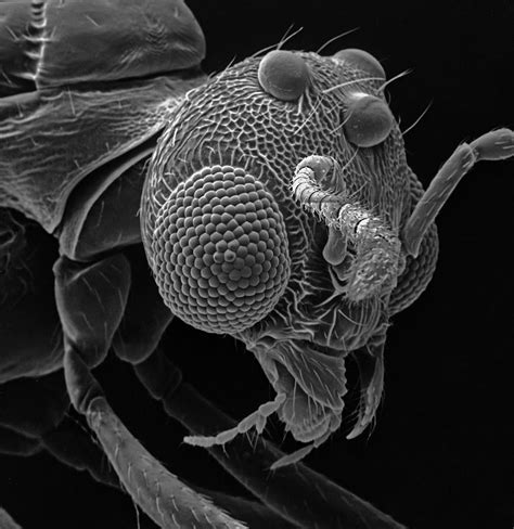 David M Phillips Photographs Insects With An Electron Microscope In