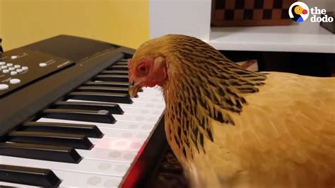 Chicken Plays America The Beautiful Chicken Pecking Piano Chickens