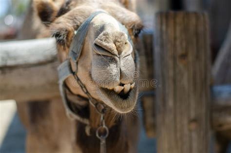 Dromedary camels in marrakech morocco near menara gardens. Camel Mouth stock image. Image of tourism, camelus, funny ...