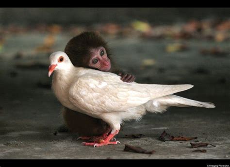Photos The Most Unlikely Animal Friendships Youve Ever Seen