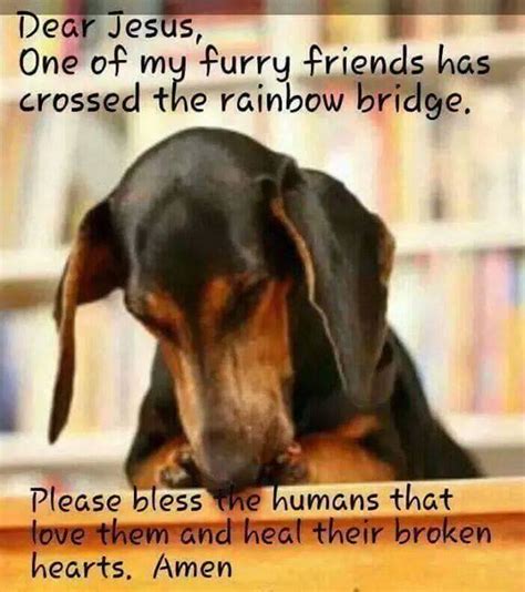 You can also create a rainbow bridge memorial page for your. Rainbow Bridge | Rainbow bridge, Furry friend, Dog quotes