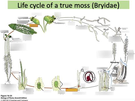 Lecture 3 Life Cycle Of A True Moss Diagram Quizlet