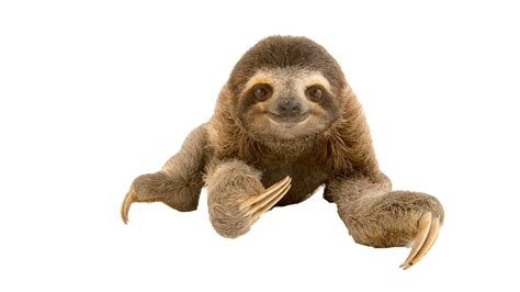 Sloth Png Transparent Background Images