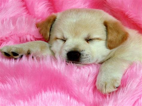 37 Cute Stuff Wallpapers Sleepy Puppy Hd Wallpapers Wallpapers