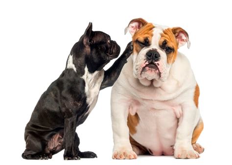 They should be protected from the extreme cold and heat, although they are not as susceptible as the akc bulldog. French Bulldog vs English Bulldog: Which Is Better - CT ...