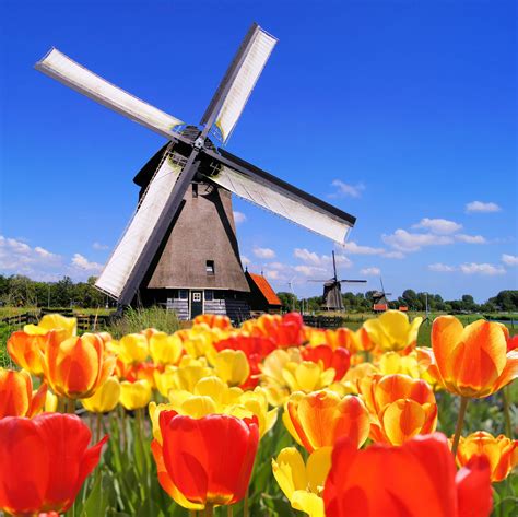 Frolic Among The Tulips In Holland Dutch Windmills Windmill Travel