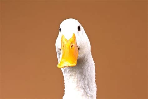 The insurance company aflac has used the pekin duck as its mascot. Ducklings: Pekin