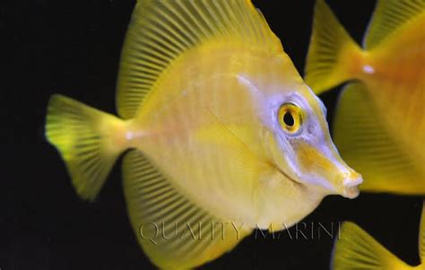 Captive Bred Yellow Tang Review Reef Builders The Reef And