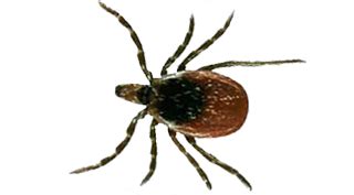 Bed bugs, or cimicidae, are small parasitic insects. Pest Exterminator - Welcome to Hi-Tech Pest Control