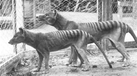 Draught Not Dingoes Killed Off Tasmanian Tiger Study