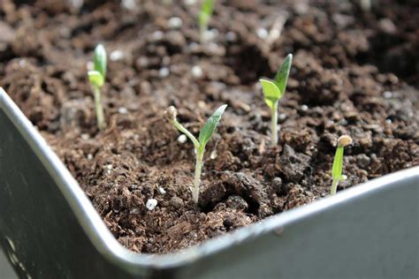 We did not find results for: Tomato Plant Spacing in Containers, Ground | Gardening Tips