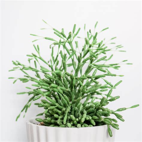 We did not find results for: DANCING ☠️ BONES #spookyplants day 3: Rhipsalis Hatiora ...